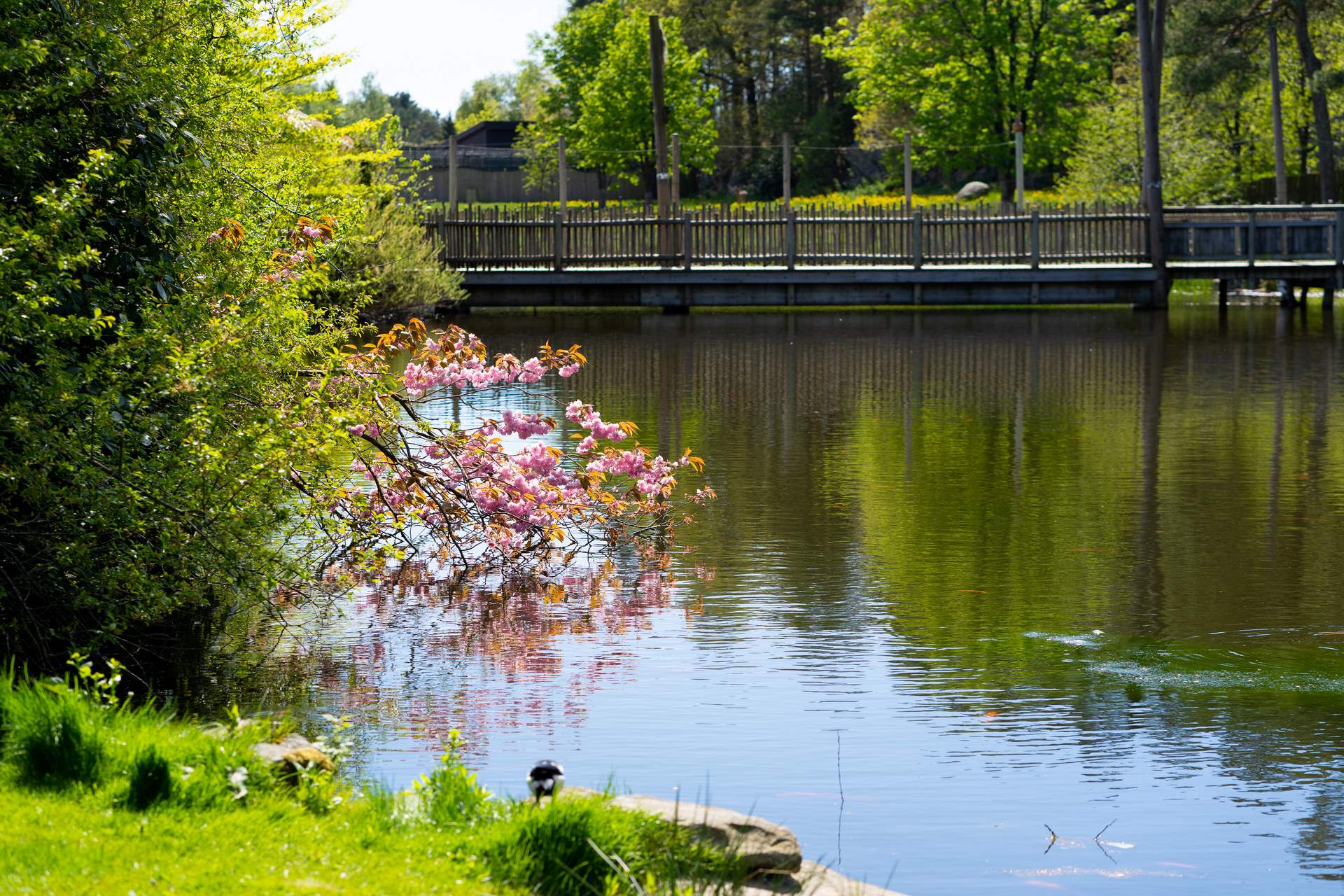 Naturbilde ved vannkanten