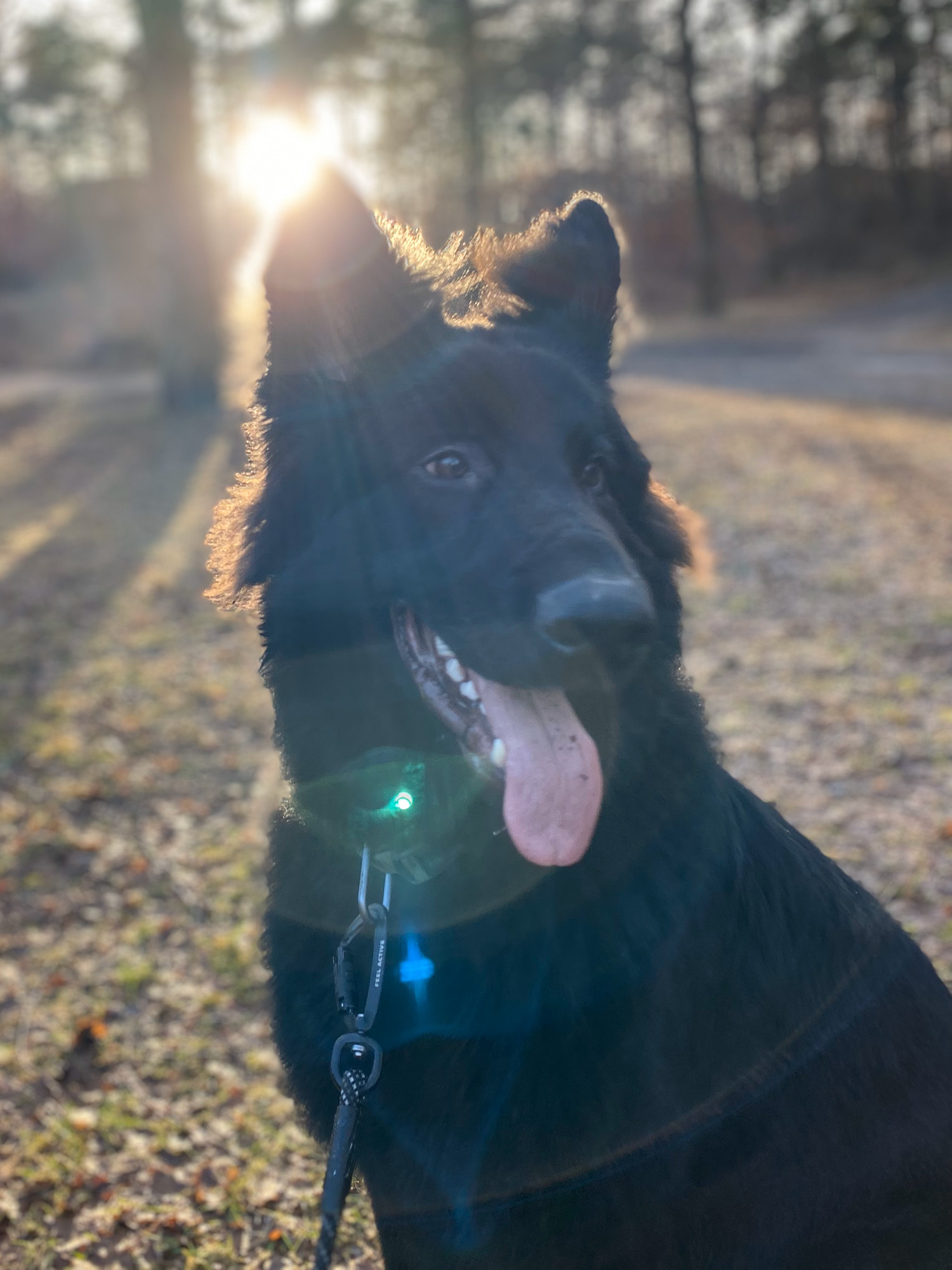 Hund i solnedgang