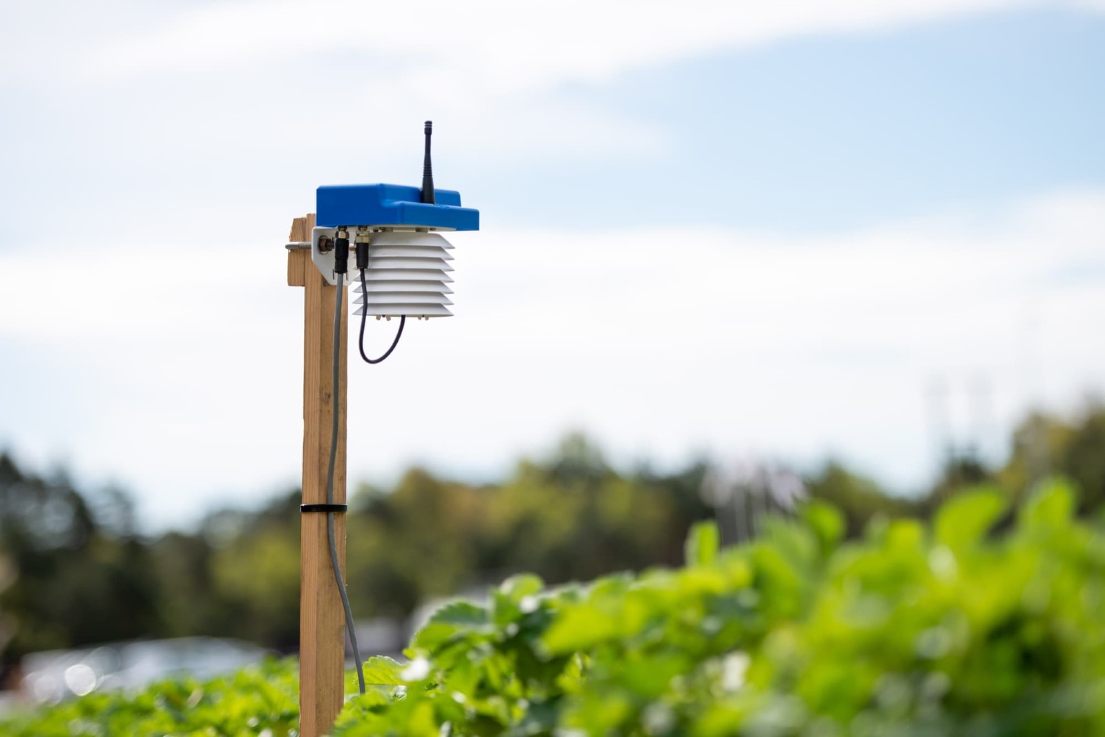 Med Agdirs sensor blir ikke bonden lenger overrasket av uventet nattefrost. Sensoren henter informasjon i jord og luft, og sender informasjonen direkte til mobil eller web hvert 15. minutt.